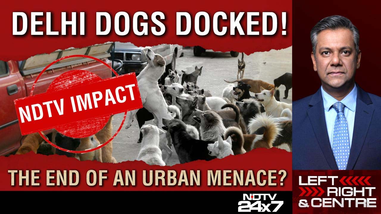 Video: Delhi Dogs Docked! The End Of An Urban Menace?