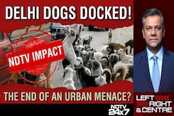 Delhi Dogs Docked! The End Of An Urban Menace? Delhi Dogs Docked! The End Of An Urban Menace?