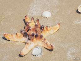 Scientists Solve Mystery Of What Killed Over 5 Billion Starfish After A Decade Scientists Solve Mystery Of What Killed Over 5 Billion Starfish After A Decade