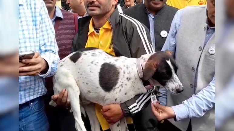 लाल कॉलर मतलब खतरा! हमलावर कुत्तों की पहचान के लिए नई व्यवस्था, गले में लगाए जाए रहे स्मार्ट टैग