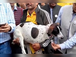 लाल कॉलर मतलब खतरा! हमलावर कुत्तों की पहचान के लिए नई व्यवस्था, गले में लगाए जाए रहे स्मार्ट टैग लाल कॉलर मतलब खतरा! हमलावर कुत्तों की पहचान के लिए नई व्यवस्था, गले में लगाए जाए रहे स्मार्ट टैग