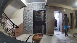 Video: Pet Dog Attacks Woman In Ghaziabad Society Lift, Bites Leg