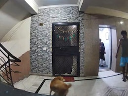 Video: Pet Dog Attacks Woman In Ghaziabad Society Lift, Bites Leg Video: Pet Dog Attacks Woman In Ghaziabad Society Lift, Bites Leg