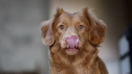 Why Your Dog Licking Your Face Might Come With An Illness Alarm