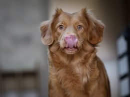 Why Your Dog Licking Your Face Might Come With An Illness Alarm Why Your Dog Licking Your Face Might Come With An Illness Alarm