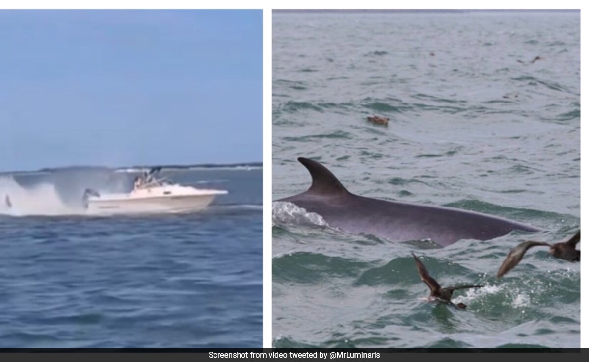 кит на минкета загива от брега на Ню Джърси след