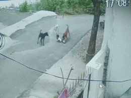 VIDEO: राजस्थान में 5 साल के बच्चे पर कुत्तों का हमला, जमीन पर गिराकर नोचने लगे 3 कुत्ते VIDEO: राजस्थान में 5 साल के बच्चे पर कुत्तों का हमला, जमीन पर गिराकर नोचने लगे 3 कुत्ते