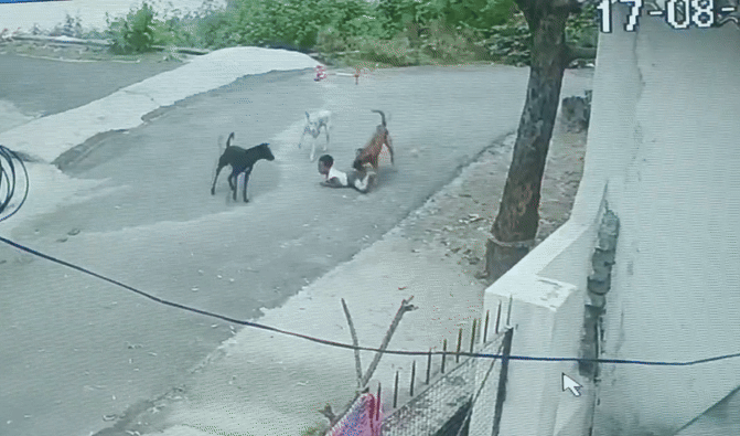 VIDEO: राजस्थान में 5 साल के बच्चे पर कुत्तों का हमला, जमीन पर गिराकर नोचने लगे 3 कुत्ते