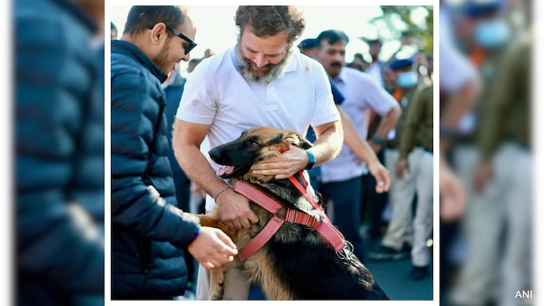 "Compassionate Approach": Rahul Gandhi Praises Supreme Court's New Stray Dog Order "Compassionate Approach": Rahul Gandhi Praises Supreme Court's New Stray Dog Order