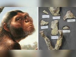 Lucy, The Human Ancestor, To Tour Europe With First Showing In Prague