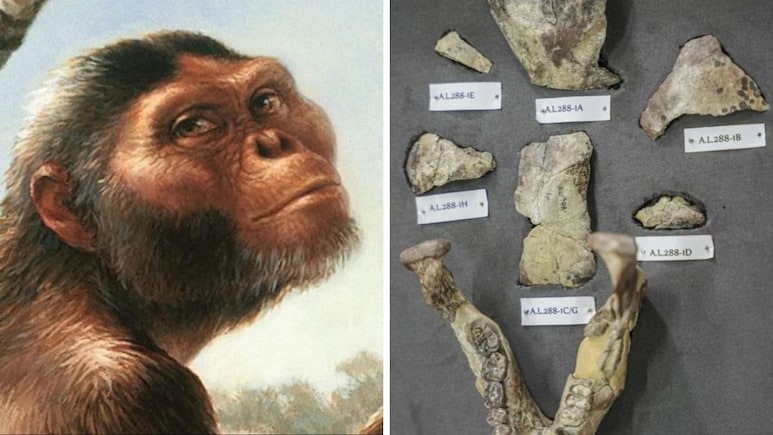 Lucy, The Human Ancestor, To Tour Europe With First Showing In Prague