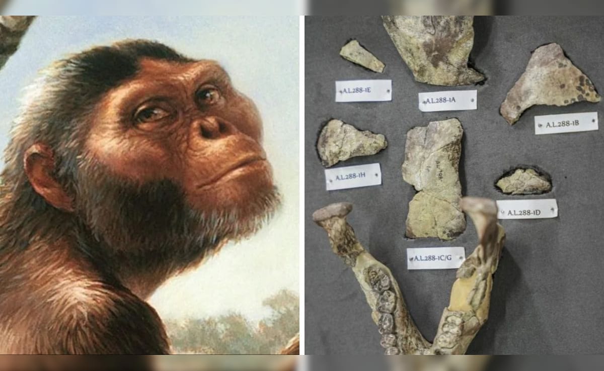 Lucy, The Human Ancestor, To Tour Europe With First Showing In Prague