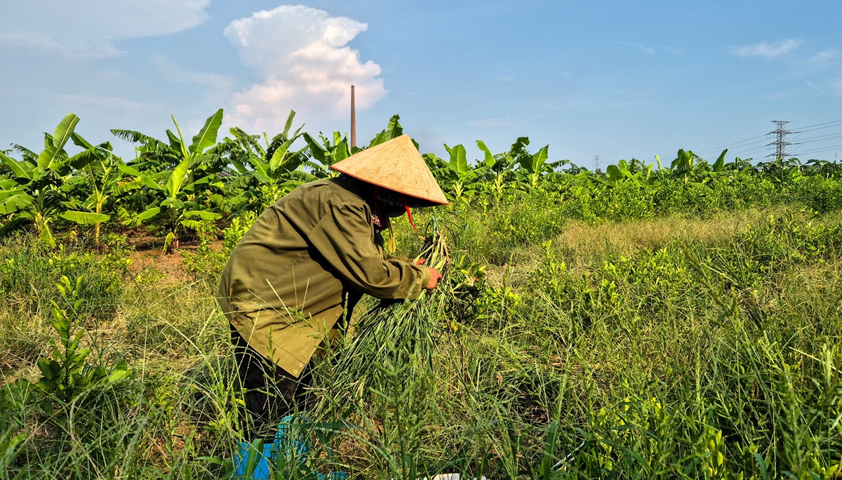 Fistful Of Dollars, Rice For Vietnam Farmers Displaced For Trump Golf Club