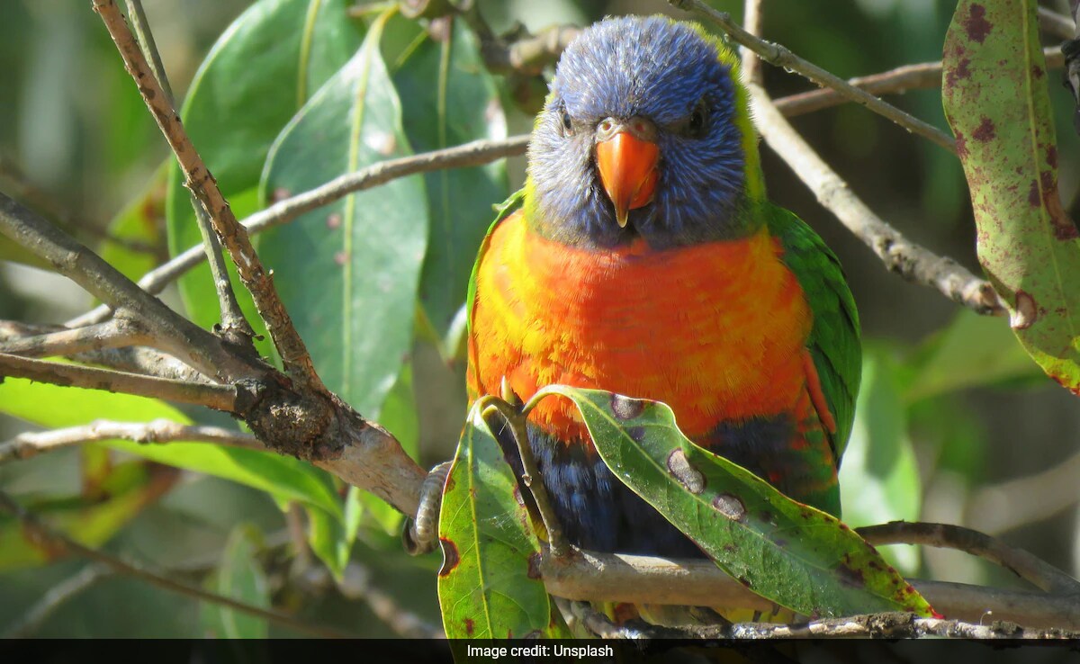 Bird Study Finds Sex Reversal in Wild Australian Species