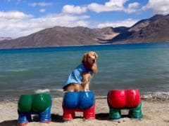 Couple Take Their Pet Dog On Ladakh And Kashmir Trip, Internet Cannot Stop Gushing