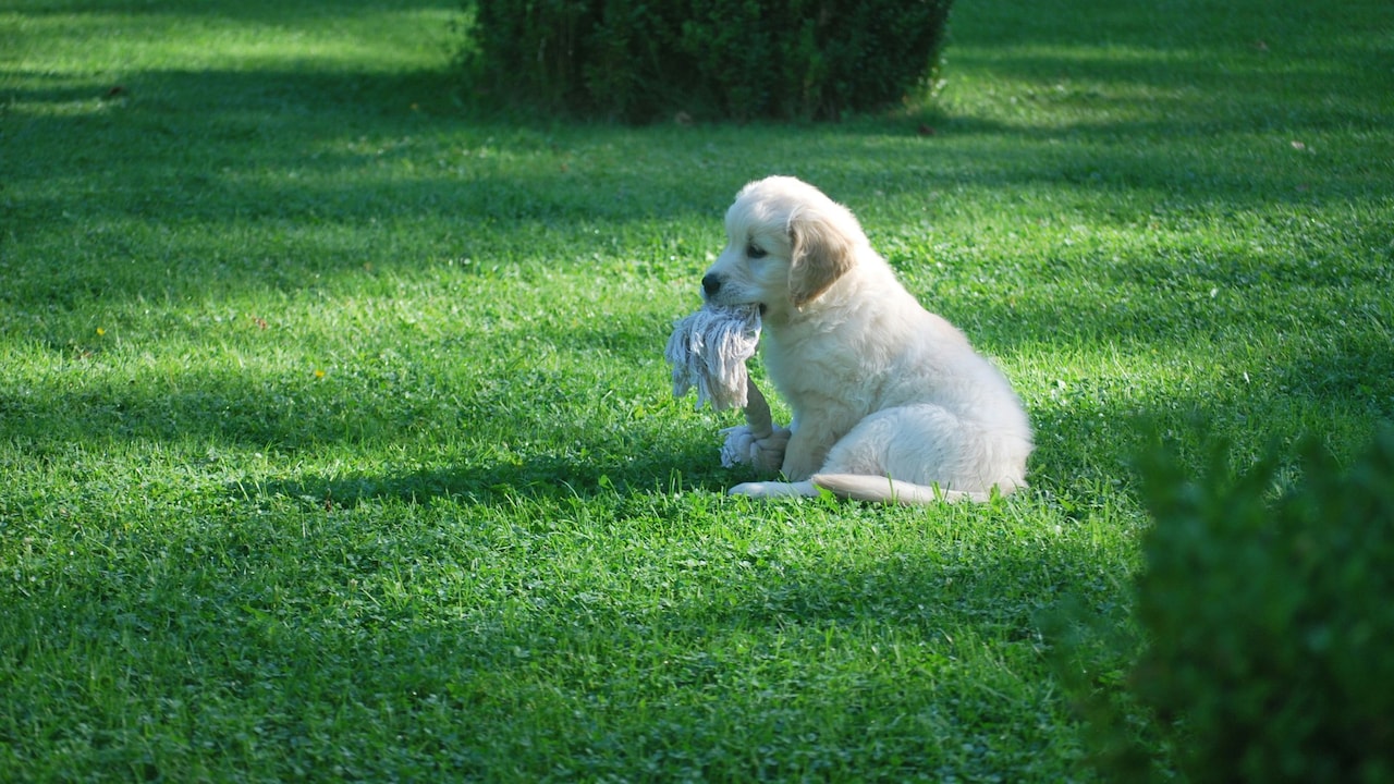 Heres how you can make your lawns, gardens, and patios safer for pets