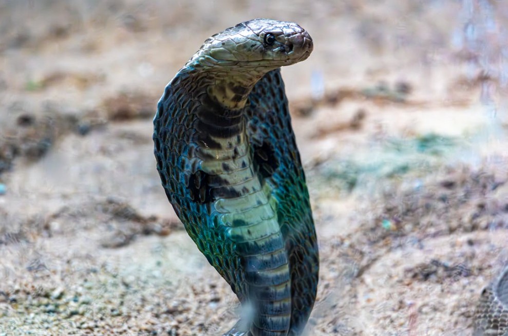 Indian Snake Species Can Still Inject Venom Hours After Death, New Study Reveals