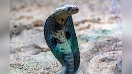 Indian Snake Species Can Still Inject Venom Hours After Death, New Study Reveals
