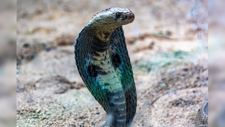 Indian Snake Species Can Still Inject Venom Hours After Death, New Study Reveals