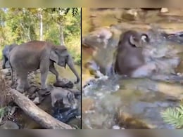 मां के साथ छोटू हाथी की छपाक छई, यह वीडियो आपका दिन बना देगा मां के साथ छोटू हाथी की छपाक छई, यह वीडियो आपका दिन बना देगा