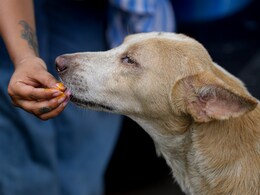 Nashik Crime : डुक्करांना त्रास म्हणून कुत्रे-मांजरींना विष देऊन संपवलं; संतापजनक कृत्य