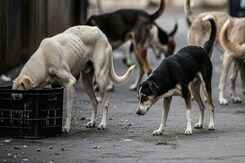 Supreme Court Ruling On Delhi-NCR Stray Dog Roundup Sparks Debate Supreme Court Ruling On Delhi-NCR Stray Dog Roundup Sparks Debate
