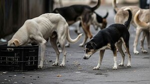 Supreme Court Ruling On Delhi-NCR Stray Dog Roundup Sparks Debate