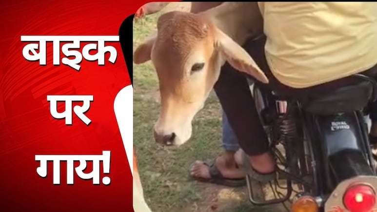 राजसमंद: गौ सेवा का अनोखा जज्बा, बीमार गाय को बाइक पर अस्पताल ले गए युवा, वीडियो वायरल राजसमंद: गौ सेवा का अनोखा जज्बा, बीमार गाय को बाइक पर अस्पताल ले गए युवा, वीडियो वायरल