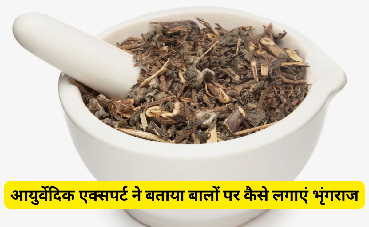 बालों पर भृंगराज कैसे लगाते हैं? आयुर्वेदिक एक्सपर्ट ने बताया Bhringraj का कैसे करते हैं इस्तेमाल, बढ़ने लगेंगे बाल