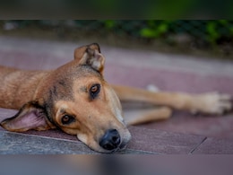 इस देश में ढूंढने पर भी नहीं मिलेगा एक भी आवारा कुत्ता, जानें कैसे किया ये बड़ा काम इस देश में ढूंढने पर भी नहीं मिलेगा एक भी आवारा कुत्ता, जानें कैसे किया ये बड़ा काम