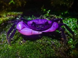 थाईलैंड में मिला बेहद दुर्लभ प्रजाति का केकड़ा, रंग देख आंखों पर नहीं होगा यकीन, वैज्ञानिकों ने किए चौंकाने वाले खुलासे थाईलैंड में मिला बेहद दुर्लभ प्रजाति का केकड़ा, रंग देख आंखों पर नहीं होगा यकीन, वैज्ञानिकों ने किए चौंकाने वाले खुलासे