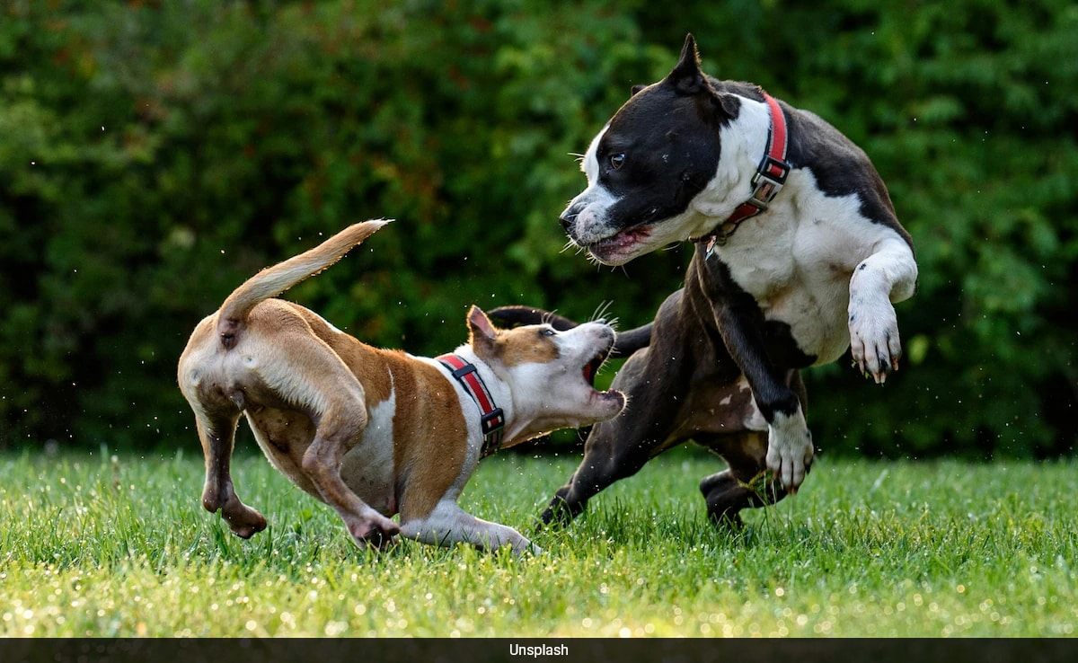 Which Country Has The Most Dogs? See The World's Top 10 List