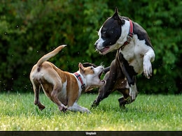 Which Country Has The Most Dogs? See The World's Top 10 List Which Country Has The Most Dogs? See The World's Top 10 List
