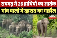 Chhattisgarh News : Raigarh में 26 Elephants का आतंक, गांव वालों में दहशत का माहौल Chhattisgarh News : Raigarh में 26 Elephants का आतंक, गांव वालों में दहशत का माहौल
