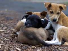 After Supreme Court Order, Delhi Launches Sterilisation Drive For Stray Dogs
