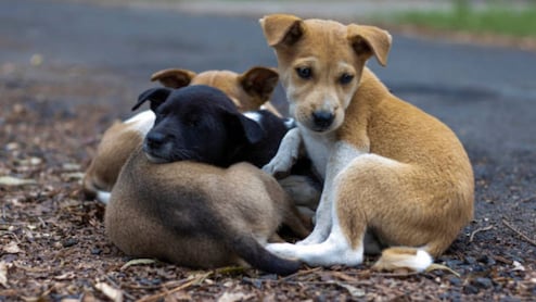 Delhi To Microchip 1 Million Stray Dogs, Draft Rabies Action Plan