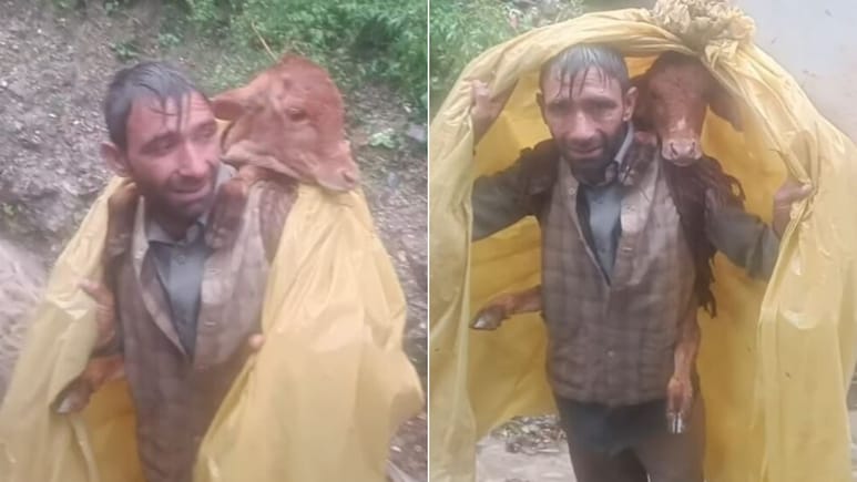 गाय के बछड़े को कंधे पर ले जाता दिखा शख्स, जम्मू में बाढ़ के बीच वायरल हुआ Video, यूजर्स बोले- रियल हीरो गाय के बछड़े को कंधे पर ले जाता दिखा शख्स, जम्मू में बाढ़ के बीच वायरल हुआ Video, यूजर्स बोले- रियल हीरो