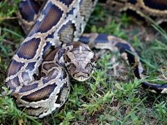 Florida Man Earns Rs 87,000 Reward After Capturing 87 Pythons In A Month