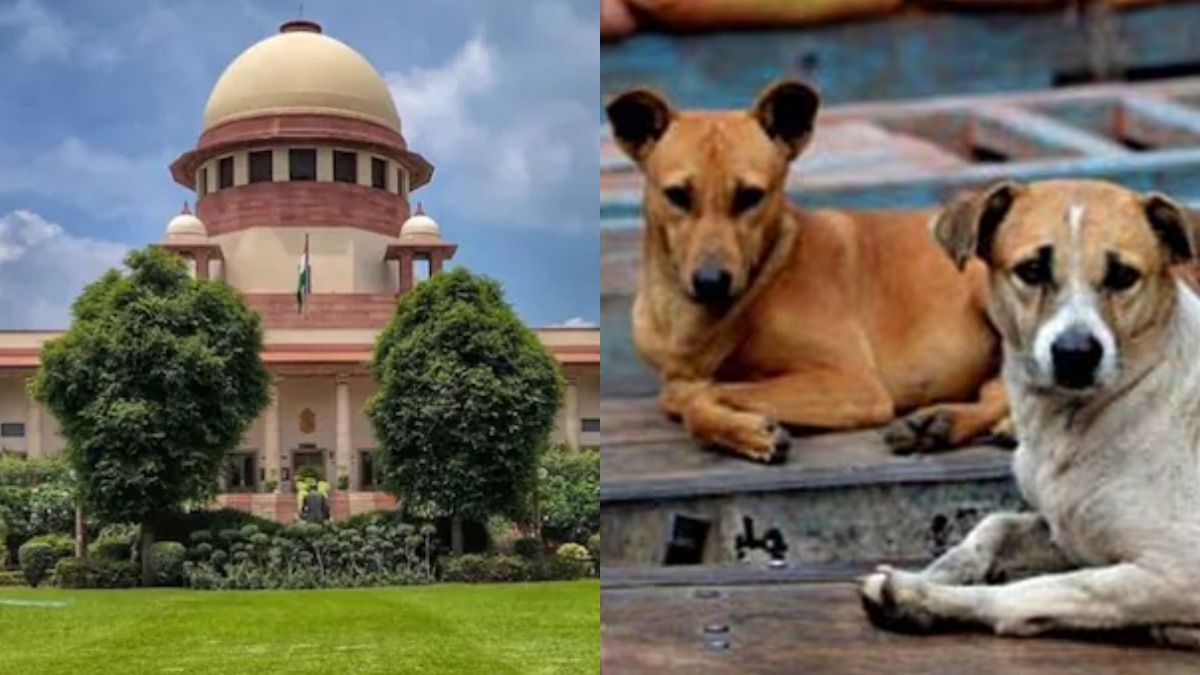 सड़कें हों डॉग-फ्री...जानिए आवारा कुत्तों पर कड़ी नकेल कसने के लिए SC ने क्या-क्या कहा