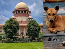 'कुत्ता कब काटने के मूड में कैसे पता चलेगा'? सुप्रीम कोर्ट में आवारा कुत्तों पर हुई दिलचस्प सुनवाई