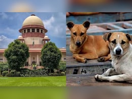 कुत्ते दोबारा सड़कों पर वापस नहीं आएंगे... दिल्ली-NCR में आवारा कुत्तों पर SC के फैसले की बड़ी बातें कुत्ते दोबारा सड़कों पर वापस नहीं आएंगे... दिल्ली-NCR में आवारा कुत्तों पर SC के फैसले की बड़ी बातें