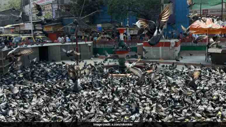 मुंबई में कबूतरखाना पर रोक बरकरार, बॉम्बे हाईकोर्ट ने दिए एक्सपर्ट कमेटी बनाने के आदेश
