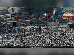 मुंबई में कबूतरखाने पर रोक बरकरार, बॉम्बे हाईकोर्ट ने दिए एक्सपर्ट कमेटी बनाने के आदेश मुंबई में कबूतरखाने पर रोक बरकरार, बॉम्बे हाईकोर्ट ने दिए एक्सपर्ट कमेटी बनाने के आदेश