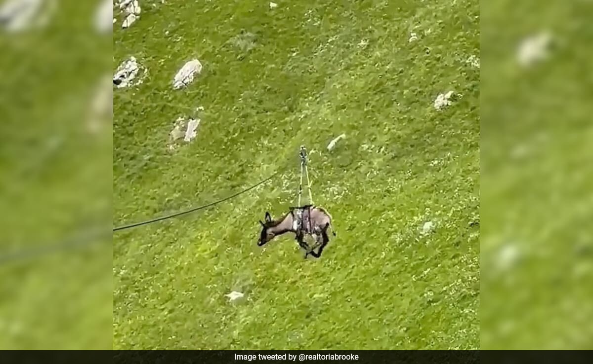 При причудлив инцидент в Руската република Дагестан екскурзоводските екскурзии изпратиха