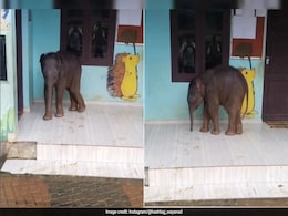 Watch: Cute Baby Elephant Visits School In Kerala, Internet Says "Asking For Admission" Watch: Cute Baby Elephant Visits School In Kerala, Internet Says "Asking For Admission"