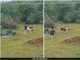 Video: Gujarat Man Walks Dangerously Close To Lion For Video, This Happens Next Video: Gujarat Man Walks Dangerously Close To Lion For Video, This Happens Next