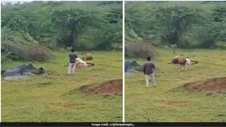 Video: Gujarat Man Walks Dangerously Close To Lion For Video, This Happens Next Video: Gujarat Man Walks Dangerously Close To Lion For Video, This Happens Next
