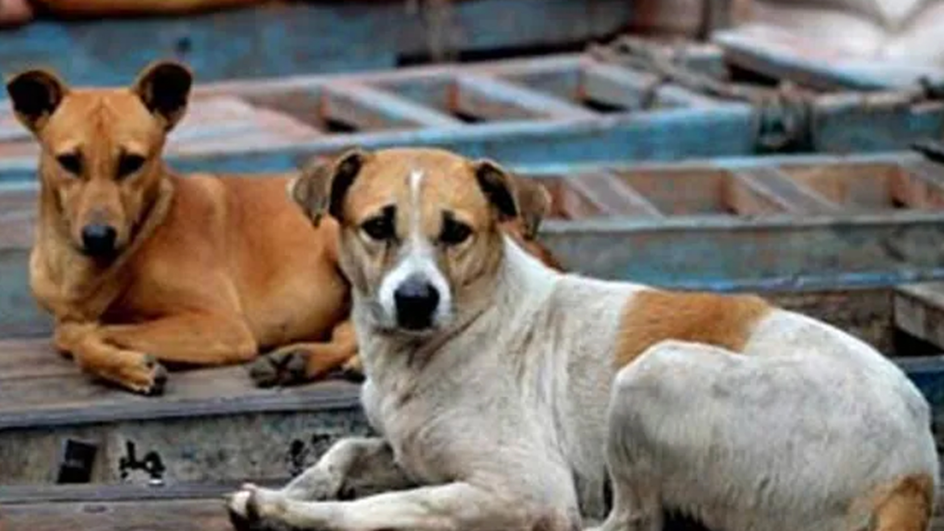 10 Lakh Stray Dogs, Barely Any Shelters: Key Challenges After Top Court Order
