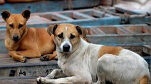 10 Lakh Stray Dogs, Barely Any Shelters: Key Challenges After Top Court Order