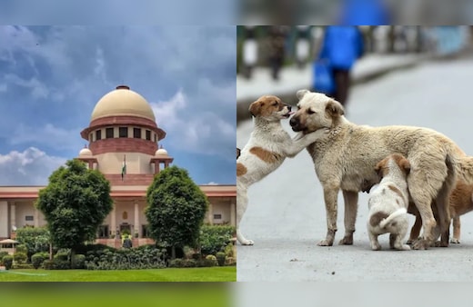 सुप्रीम कोर्ट LIVE: आवारा कुत्तों पर फैसला आज, डॉग लवर्स को मिलेगी राहत या लगेगा झटका